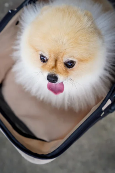 Dog Seating Cart — Stock Photo, Image