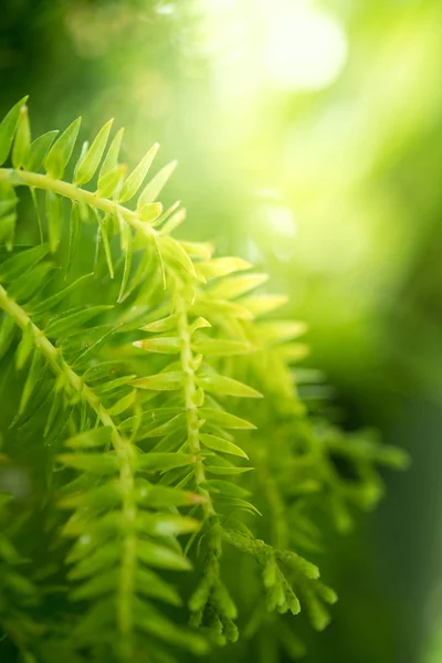 Hoja Verde Primer Plano Sobre Fondo Verde Borroso — Foto de Stock