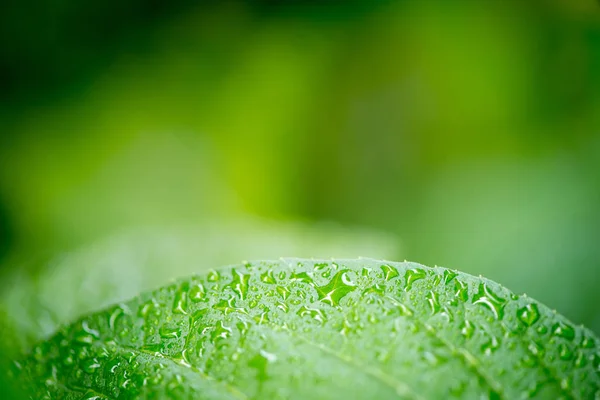 Hoja Verde Con Gotas Agua — Foto de Stock