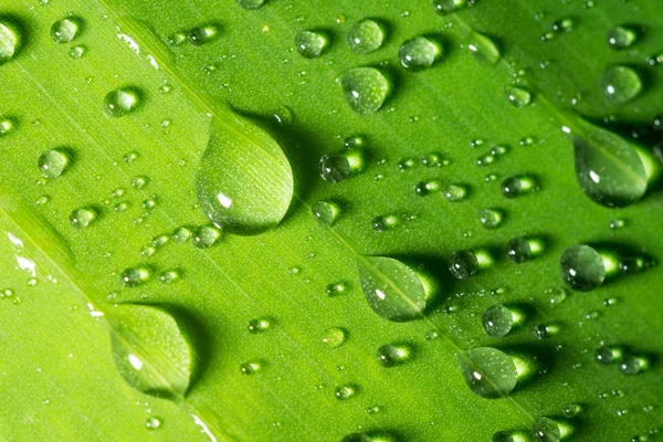 Gotas Agua Hoja Verde — Foto de Stock