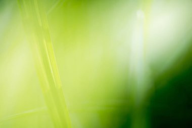 parlak güneş ışığı, yeşil doğa arka plan, yaz çayır gündoğumu ile yeşil çimen