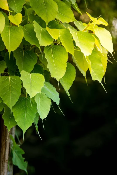 Green Bodhi Leaves Sunset — Stock Photo, Image