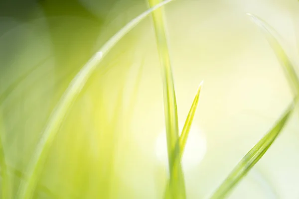 Πράσινο Γρασίδι Έντονο Ηλιακό Φως Φόντο Πράσινο Της Φύσης Καλοκαίρι — Φωτογραφία Αρχείου