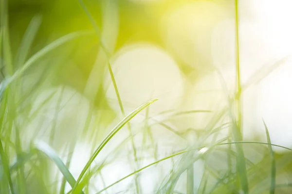 Zielona Trawa Jasnym Świetle Słonecznym Tło Zielony Natura Lato Łąka — Zdjęcie stockowe