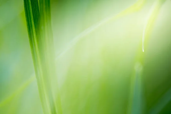 Πράσινο Γρασίδι Έντονο Ηλιακό Φως Φόντο Πράσινο Της Φύσης Καλοκαίρι — Φωτογραφία Αρχείου