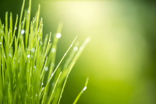 Green Grass Water Drops Bright Sunlight Green Nature Background Summer — Stock Photo, Image