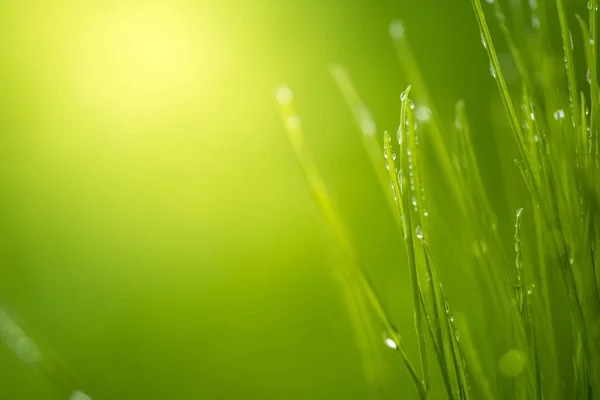 Zielona Trawa Wody Spadnie Jasnym Świetle Słonecznym Tło Zielony Natura — Zdjęcie stockowe