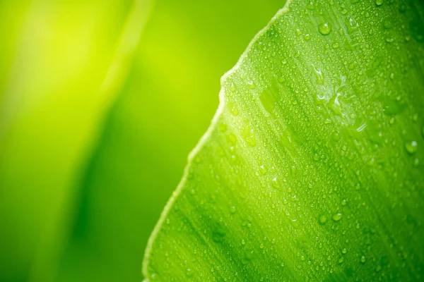 Hoja Verde Con Gotas Agua — Foto de Stock