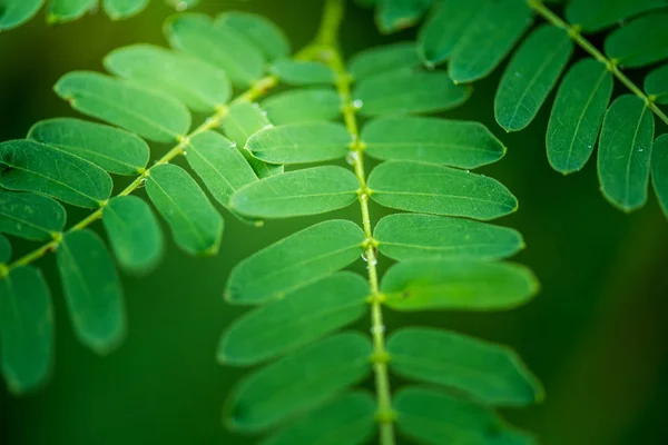 Hoja Tamarindo Verde Caballo —  Fotos de Stock