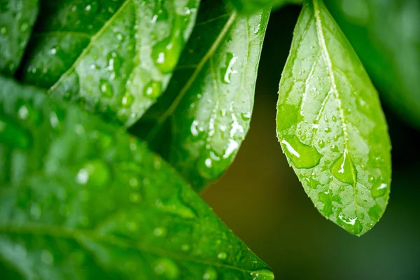 Herbal Tree Nan Fui Chao Vernonia Amygdalina — Stock Photo, Image