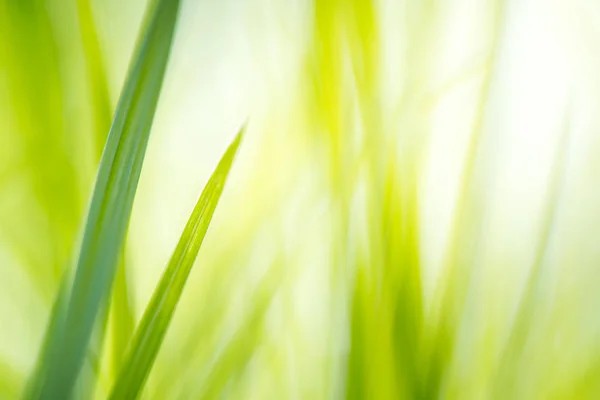 Hierba Verde Con Luz Solar Brillante Fondo Verde Naturaleza Salida — Foto de Stock