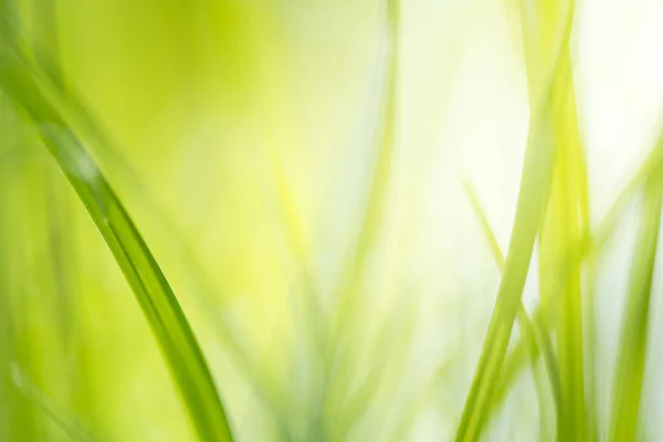 Hierba Verde Con Luz Solar Brillante Fondo Verde Naturaleza Salida — Foto de Stock