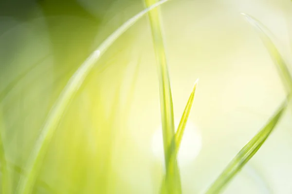 Erba Verde Con Luce Solare Brillante Sfondo Verde Natura Alba — Foto Stock