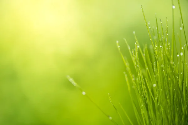 Πράσινο Γρασίδι Νερό Πέφτει Φως Του Ήλιου Καταπράσινη Φύση Υπόβαθρο — Φωτογραφία Αρχείου