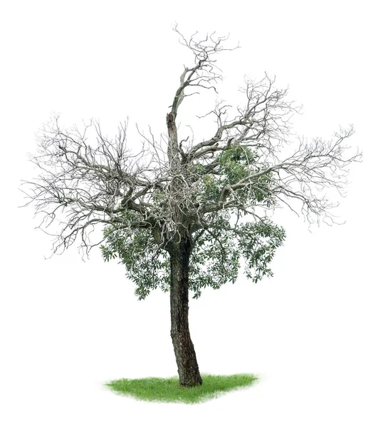 Мертве Дерево Осіннє Дерево Ізольоване Білому Тлі — стокове фото
