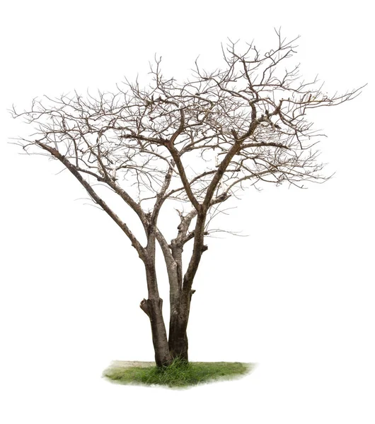Мертвое Дерево Осеннего Изолированного Белом Фоне — стоковое фото
