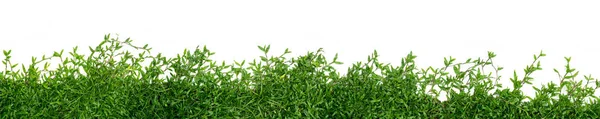 緑の芝生のパノラマが白で隔離 — ストック写真