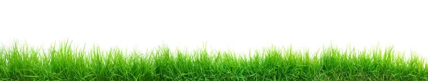 Green Grass Panorama Isolated White — Stock Photo, Image