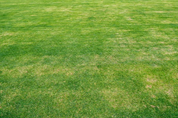 Green Grass Field Background — Stock Photo, Image