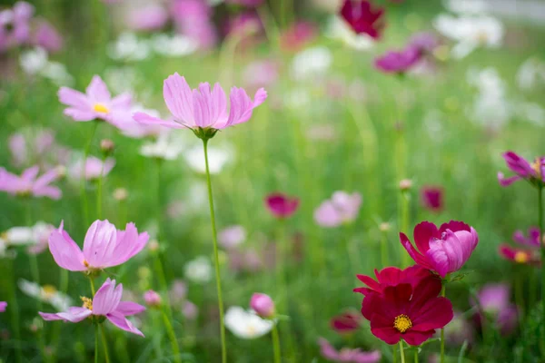 pink cosmos flower in garden, cosmos bipinnatus