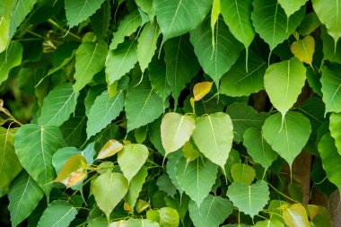 yeşil bodhi yapraklar, bodhi ağacı