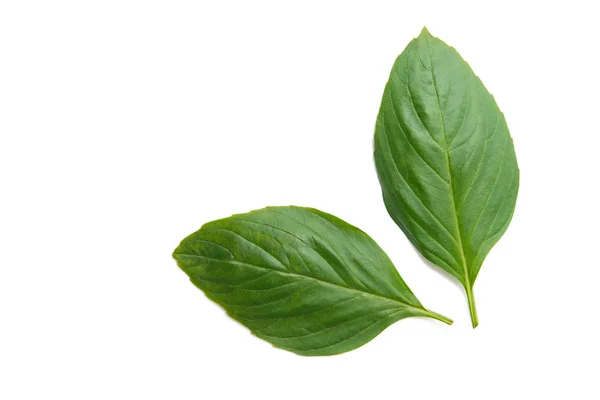 Fresh Basil Leaf Isolated White Background — Stock Photo, Image