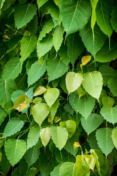 Green Bodhi Leaves Bodhi Tree — Stock Photo, Image