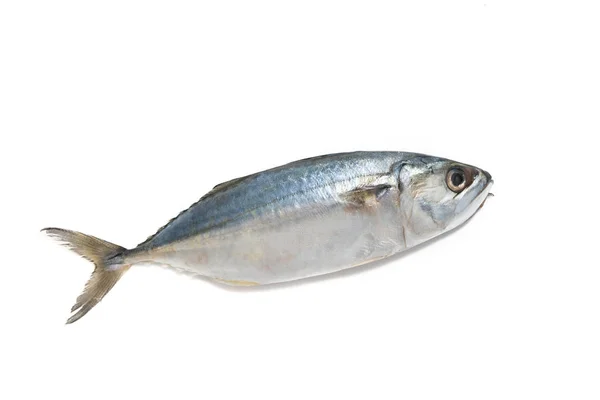 Färsk Makrill Fisk Isolerad Vit Bakgrund — Stockfoto