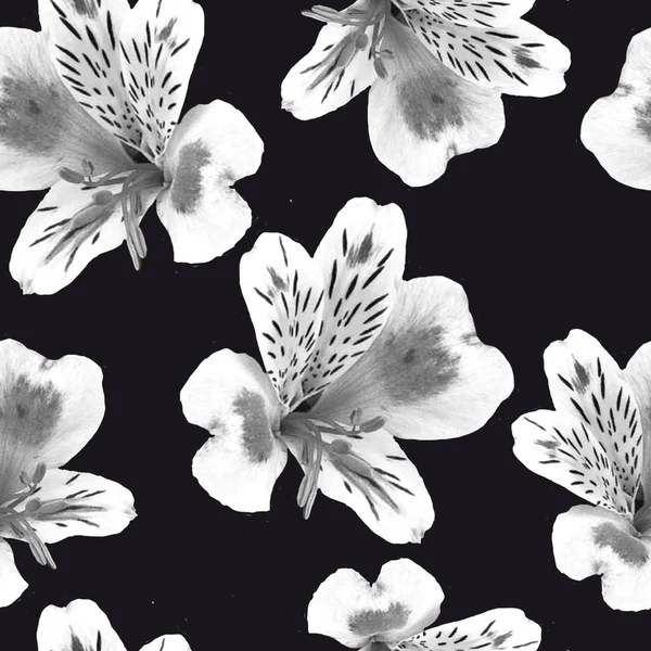 Kolekcja Białych Kwiatów Czarnym Tle — Zdjęcie stockowe