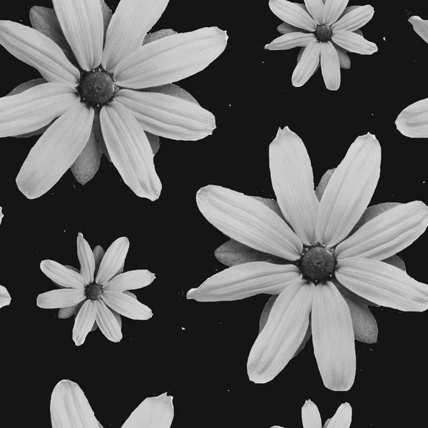 Collectie Van Witte Bloemen Zwarte Achtergrond — Stockfoto
