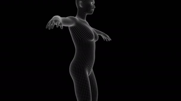 Animacja Hologramu Xray Kobieta — Wideo stockowe