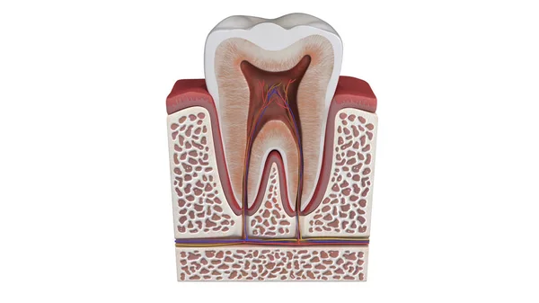 Ilustração Uma Anatomia Dentária — Fotografia de Stock