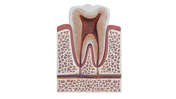 Ilustração Uma Anatomia Dentária — Fotografia de Stock