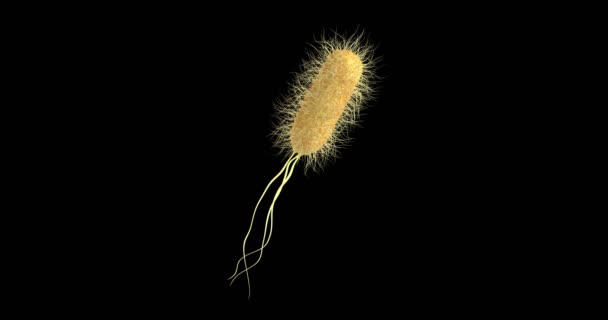 Animace Bakterie Escherichia Coli — Stock video