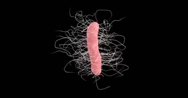 Animation Eines Clostridium Difficile Bakteriums — Stockvideo