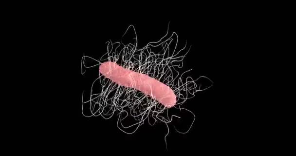 Animation Une Bactérie Clostridium Difficile — Video