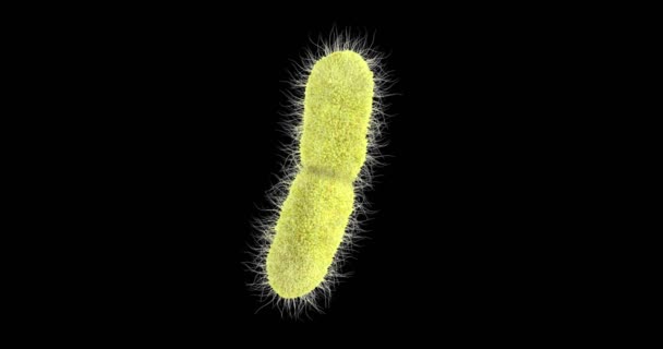 Animação Uma Bactéria Klebsiella Pneumoniae — Vídeo de Stock