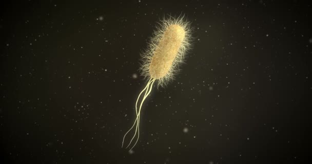 Animatie Van Een Escherichia Coli Bacteriën — Stockvideo