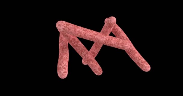 Animation Une Bactérie Mycobactérienne Tuberculeuse — Video