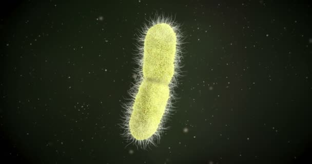 Анимация Бактерий Клебзиеллы Пневмонии — стоковое видео