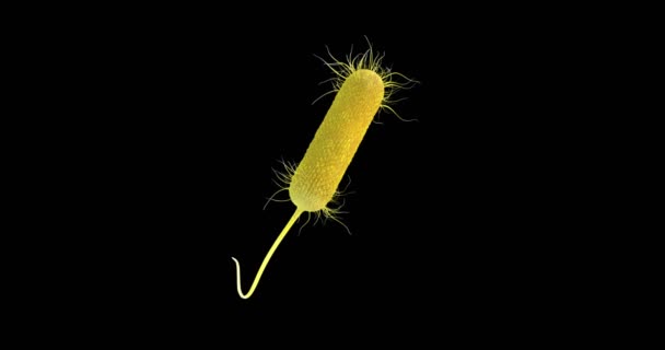 Анимация Бактерий Псевдомонада Aeruginosa — стоковое видео