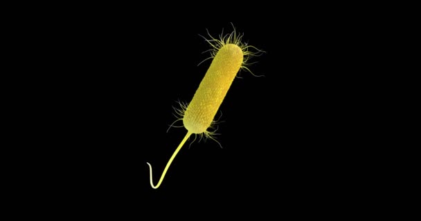 Animazione Batterio Pseudomonas Aeruginosa — Video Stock