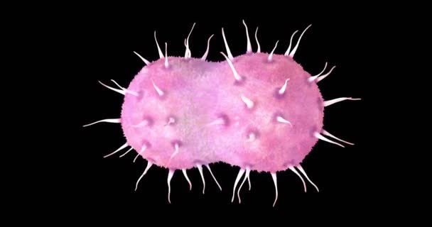 Animation Une Bactérie Neisseria Gonorrhoeae — Video