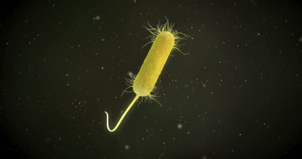 Animación Una Bacteria Pseudomonas Aeruginosa — Vídeos de Stock