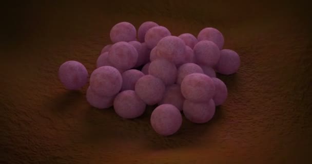 金黄色葡萄球菌细菌的动画 — 图库视频影像