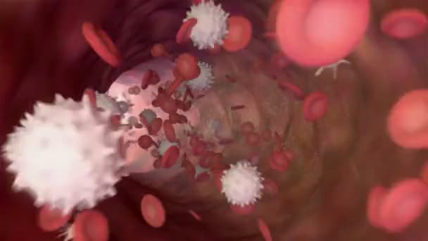 Animation Une Circulation Sanguine Avec Globules Rouges Plaquettes — Video