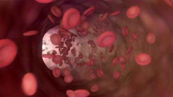Animation Του Ένα Αίμα Ερυθρών Κυττάρων Λευκοκυττάρων Και Των Αιμοπεταλίων — Αρχείο Βίντεο