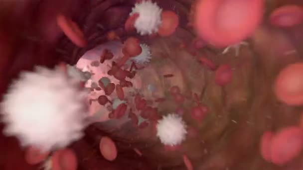 Animation Une Circulation Sanguine Avec Globules Rouges Plaquettes — Video