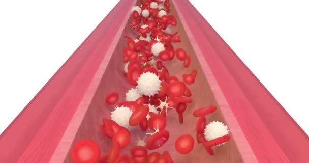 Animation Une Circulation Sanguine Avec Globules Rouges Plaquettes — Video