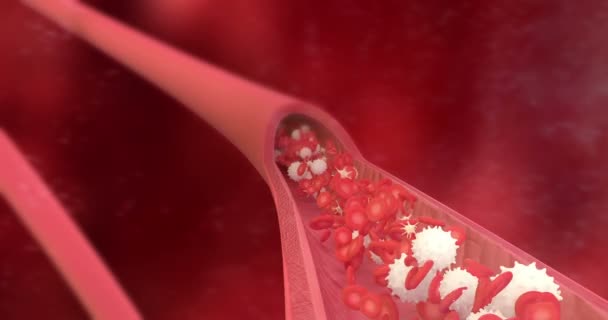 Animation Eines Blutstroms Mit Roten Zellen Weißer Zelle Und Blutplättchen — Stockvideo